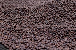 Anaerobic Coffee