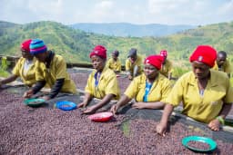 Anaerobic Coffee