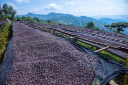 Natural Coffee