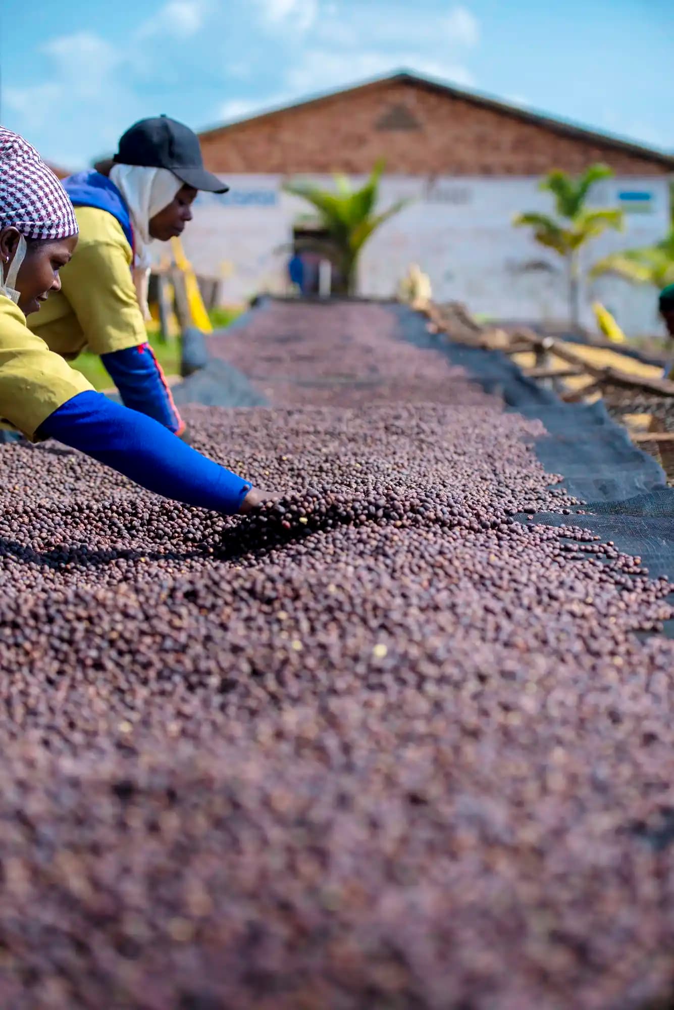 Natural Coffee